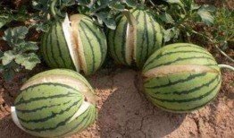 网红用语吃瓜什么意思,揭秘“吃瓜”背后的网络热词文化