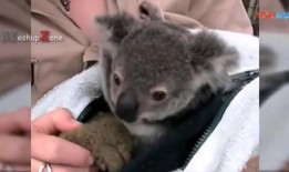 新爆料的小动物视频,新爆料小动物视频萌态十足