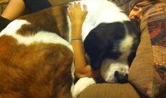 大狗最新爆料新闻报道图片,最新爆料新闻报道图片背后的故事