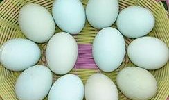 鸭蛋爆料新闻,揭秘娱乐圈惊人内幕