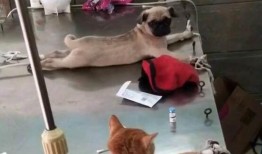 巴哥黑胡子爆料视频大全,揭秘娱乐圈幕后真相