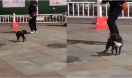 河南网友爆料视频大全,真实记录生活百态