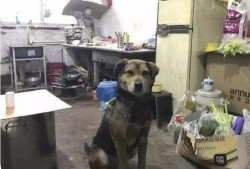 娱乐吃瓜酱搬家带狗