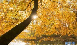 秋色在线观看,沉浸式赏秋之旅