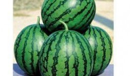 西瓜爆料泰蜜怎么做视频,泰蜜视频制作全攻略揭秘