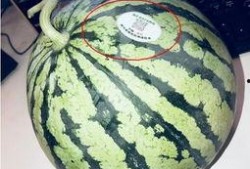 潍坊吃瓜网红有哪些公司,潍坊吃瓜网红背后的公司概览