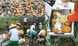 网红爆料水果店视频,揭秘水果行业潜规则！