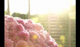 半夜爆料的视频素材下载,视频素材背后的惊人真相