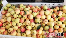 石家庄水果最新爆料事件,最新爆料揭示行业乱象