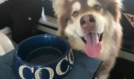 网红吃瓜狗,揭秘娱乐圈幕后真相