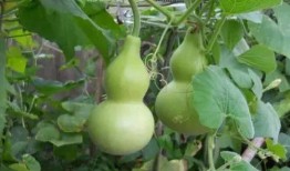 娱乐吃瓜酱葫芦,揭秘娱乐圈那些不为人知的幕后故事