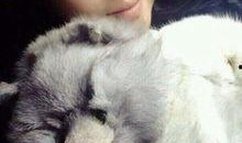 重庆女生胖猫爆料视频,揭秘校园生活趣事