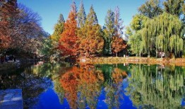 秋色在线观看,沉浸式赏秋之旅