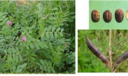 荒野豌豆最新爆料,最新爆料背后的惊人真相