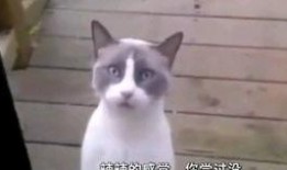 新爆料的小动物视频,新爆料小动物视频萌态十足