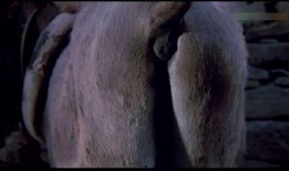 王庄爆料二虎视频播放,二虎视频播放引发热议，揭秘背后故事