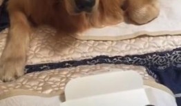 网红吃瓜狗,揭秘娱乐圈幕后真相