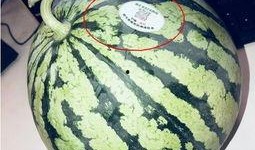 藏族网红吃瓜是谁,揭秘网络红人的崛起与影响力