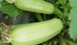 网红用语吃瓜什么意思,揭秘“吃瓜”背后的网络热词文化