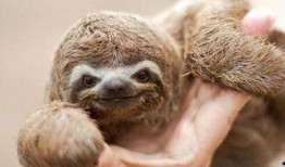 新闻也可以爆料动物,揭秘动物界的奇闻轶事