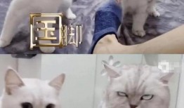 重庆女生胖猫爆料视频,揭秘校园生活趣事