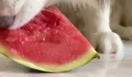 网红狗吃瓜,揭秘娱乐圈背后的秘密