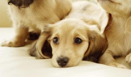 狗狗最新爆料视频大全下载