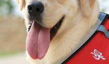 狗狗最新爆料视频大全下载