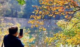 秋色在线观看,沉浸式赏秋之旅