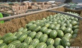 全网免费吃瓜 缅北,揭秘缅北风云录