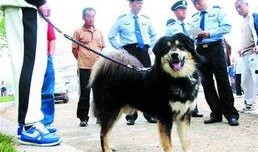 大狗最新爆料新闻报道图片,最新爆料新闻报道图片背后的故事