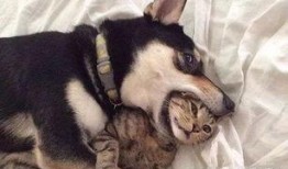 狗狗最新爆料视频大全下载