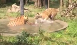 王庄爆料二虎视频播放,二虎视频播放引发热议，揭秘背后故事