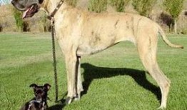 大狗最新爆料新闻报道图片,最新爆料新闻报道图片背后的故事