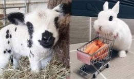 新爆料的小动物视频,新爆料小动物视频萌态十足